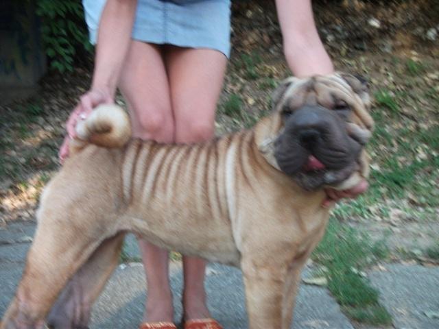 Shar-Pei--stenci-svetskog-kvaliteta