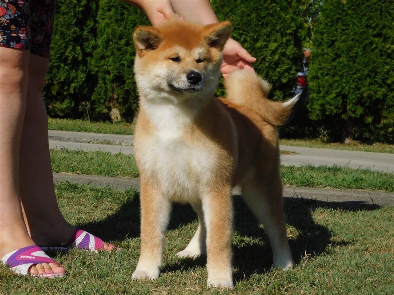 Japanska-akita-štenci