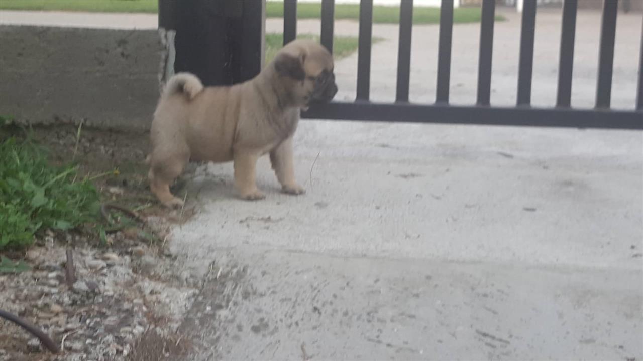 Mops-štenci