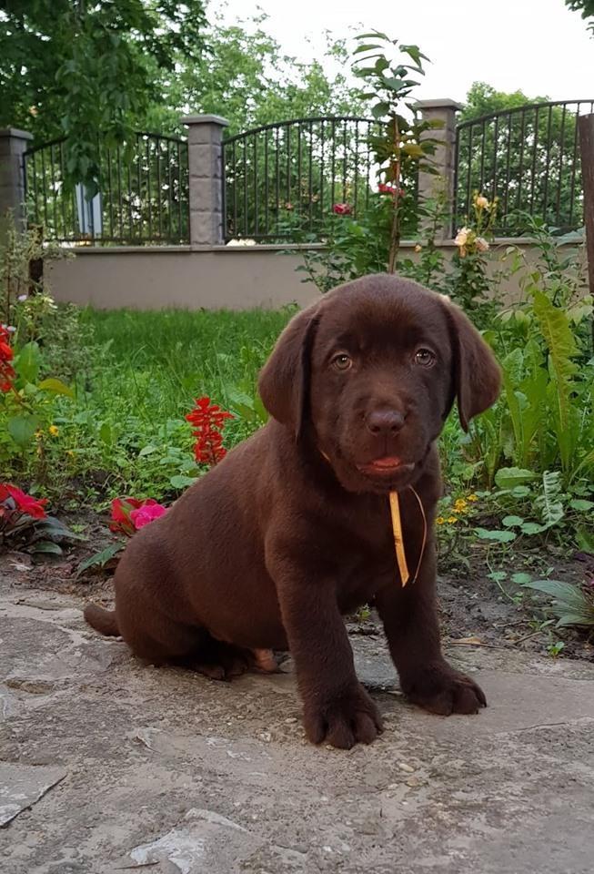 Labrador-retriver