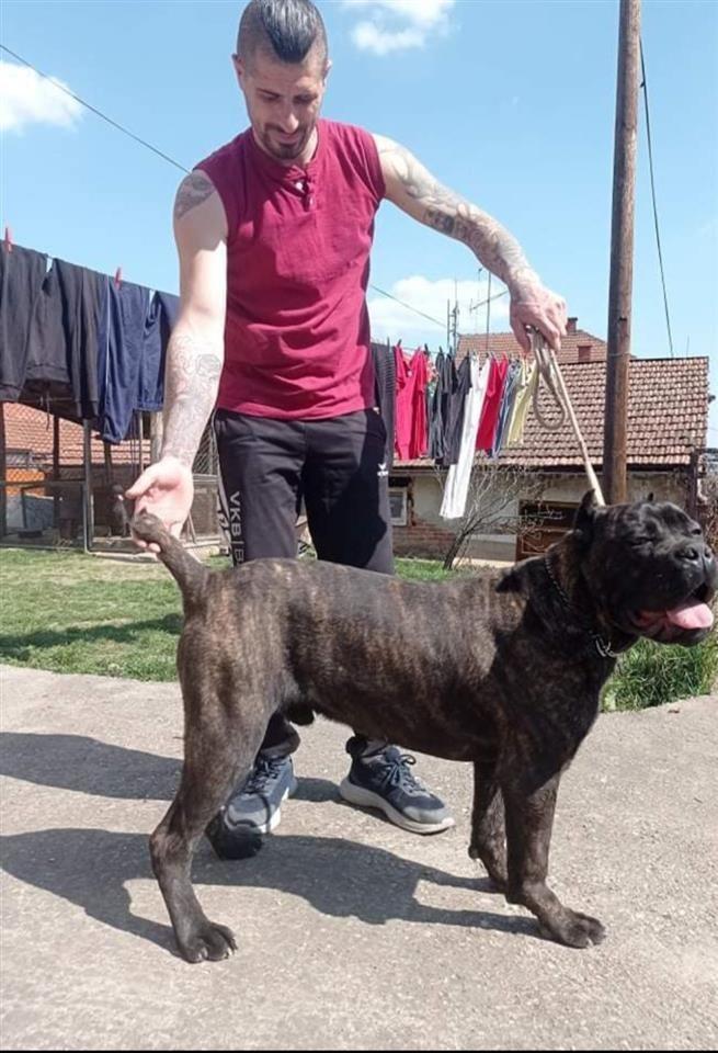 Cane-Corso-