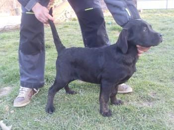 Cane-Corso-stenci