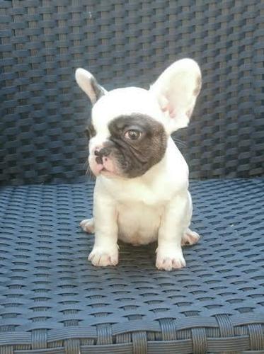 Francuski Buldog 