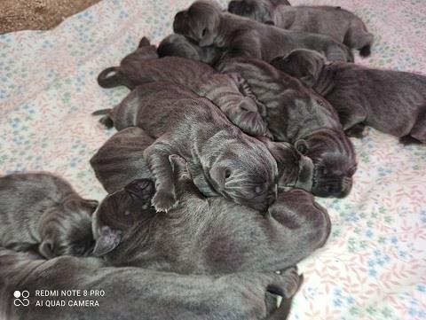 Cane-corso-štenci