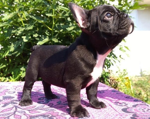 Francuski-Buldog-