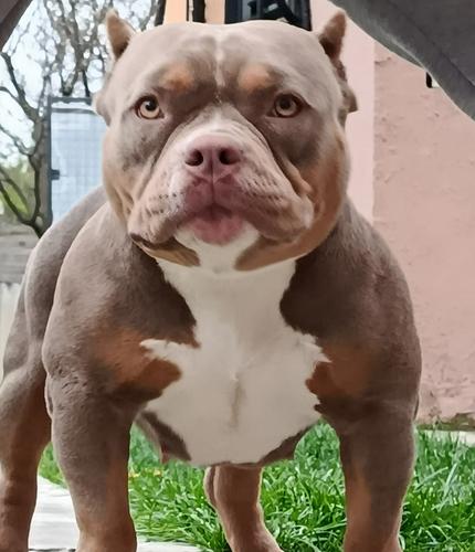 Američki poket bully