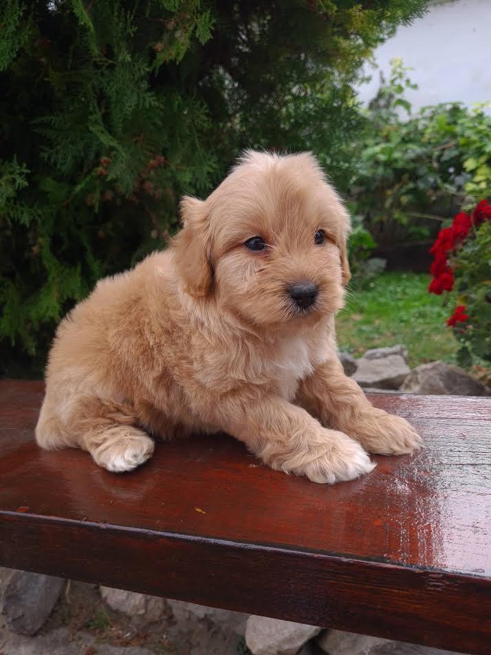 Goldendoodle