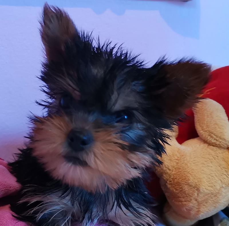 Jorki-mini-decki