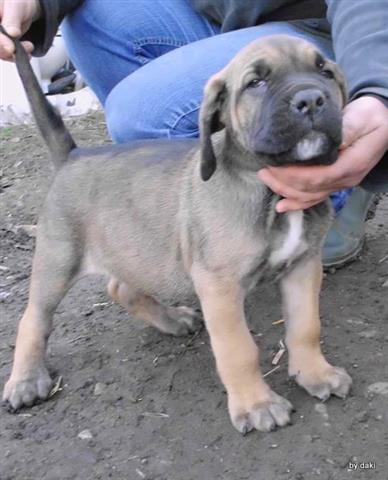 Cane-Corso-stenci