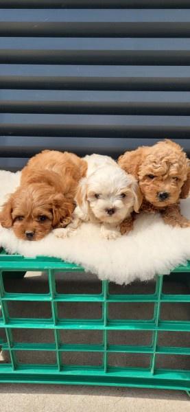 Maltipoo-Cavapoo-Cavapo-Kavapu-stenci