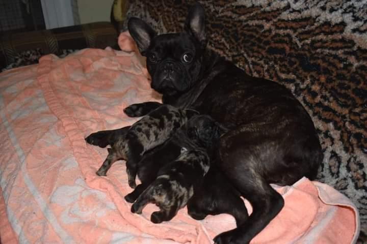 Francuski-buldog-