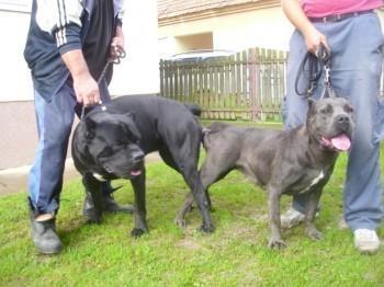 Cane-Corso-štenci