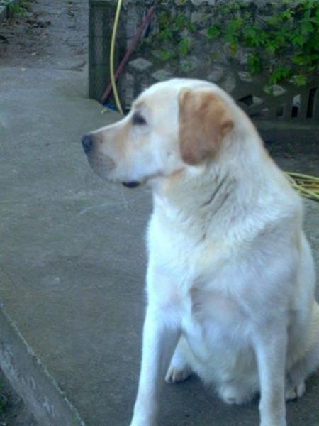 Labrador-retriver-muzjak-star-18-meseci-