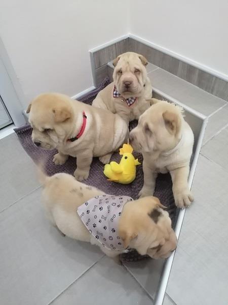 Shar-Pei-štenci