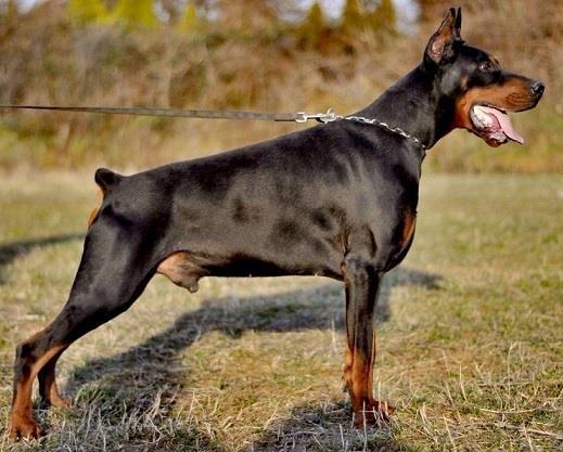 Doberman-stenci