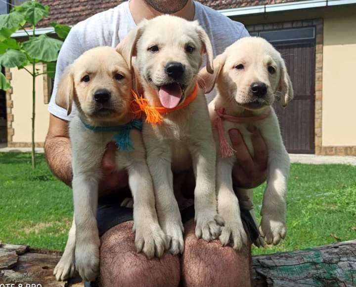 Labrador-retriver-