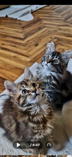 Maine Coon devojčice