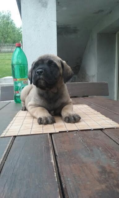 Bullmastiff-stenci