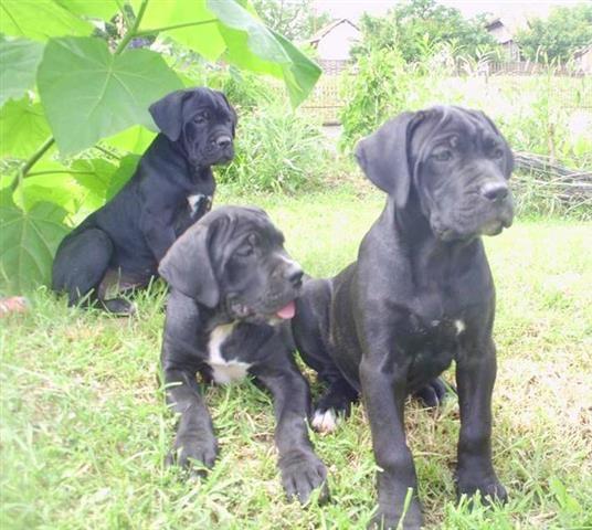 Cane-corso-stenci