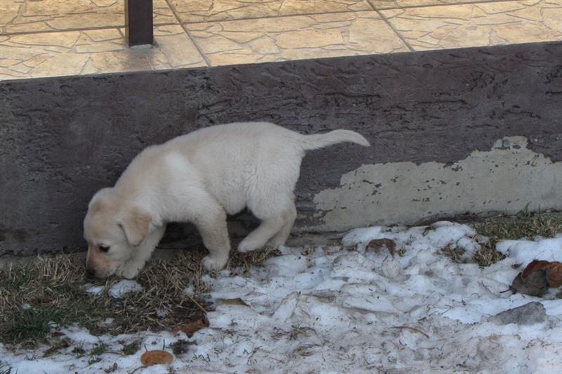 Labrador-retriver-stenad