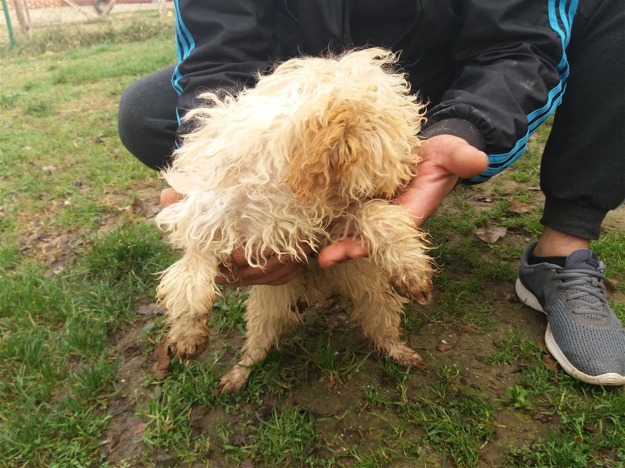 Lagotto-romagnolo-štenci