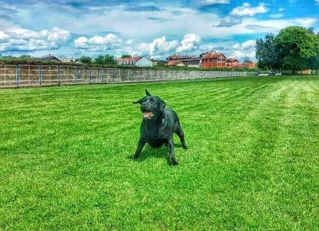 Labrador-retriver-
