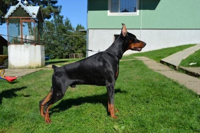 Doberman