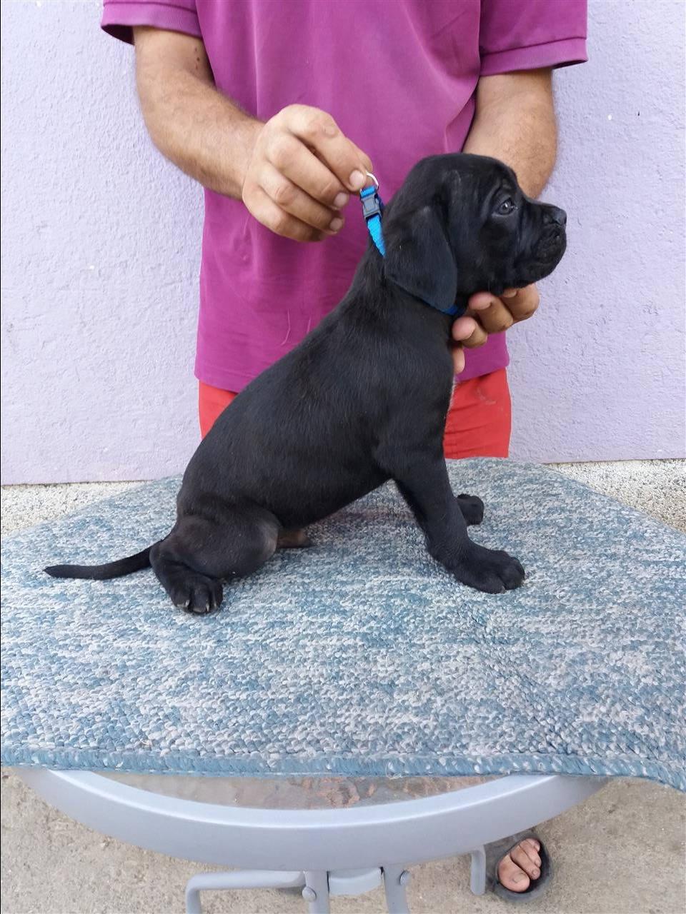 Cane-Corso-Muski-Stenci