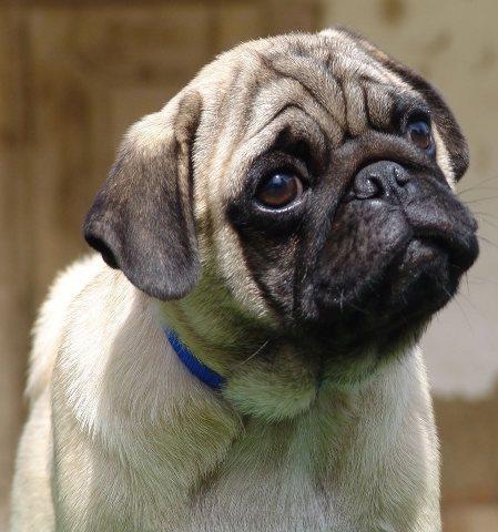 MOPS-stenci-i-odrasli-psi