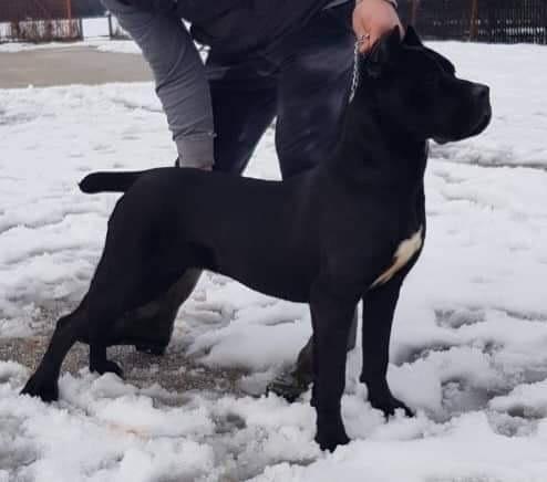 Cane-corso-stenci
