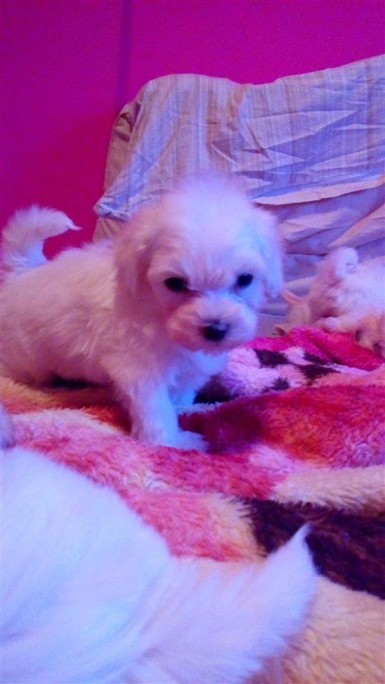 Mini-maltezeriï