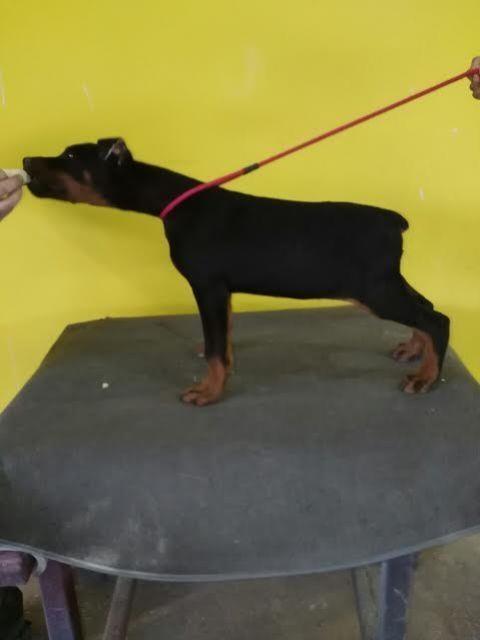 Doberman-štenci-