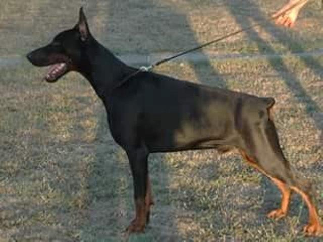 Doberman--prvobirano-musko-stene-