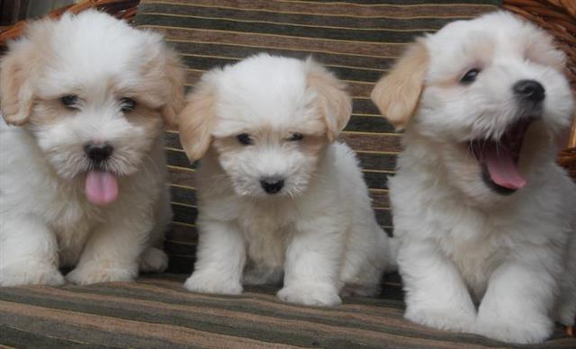 COTON de TULEAR stenad