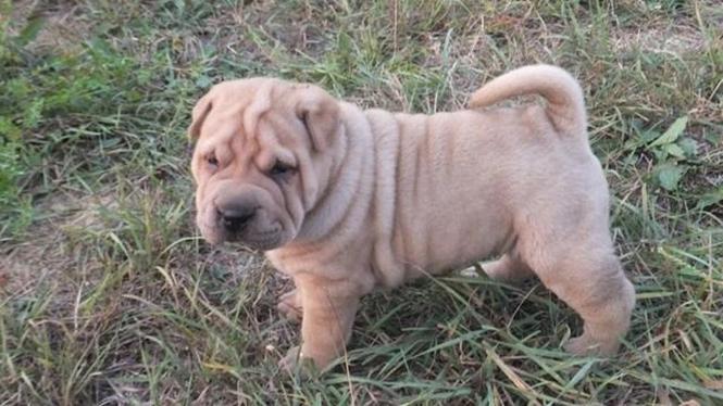 Sar pej (Shar pei) stenci 
