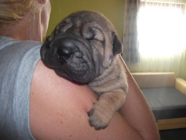 Shar-Pei--stenci-svetskog-kvaliteta