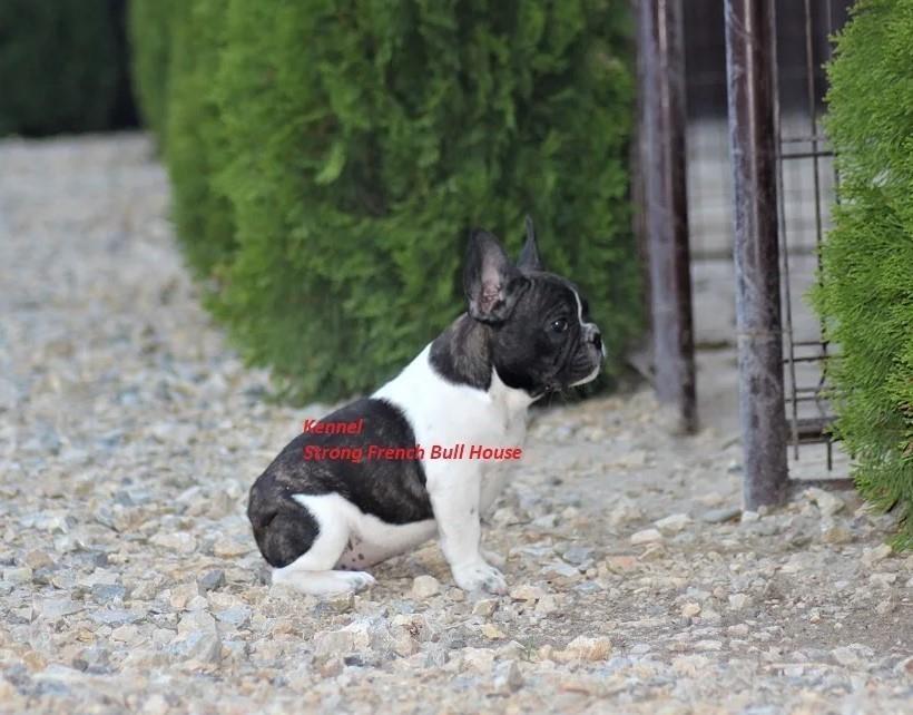 Francuski-Buldog