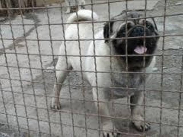 Mops--muzjak