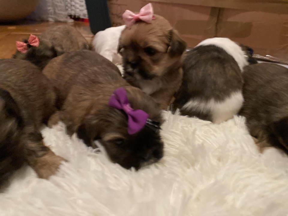 SHIH-TZU-štenci-