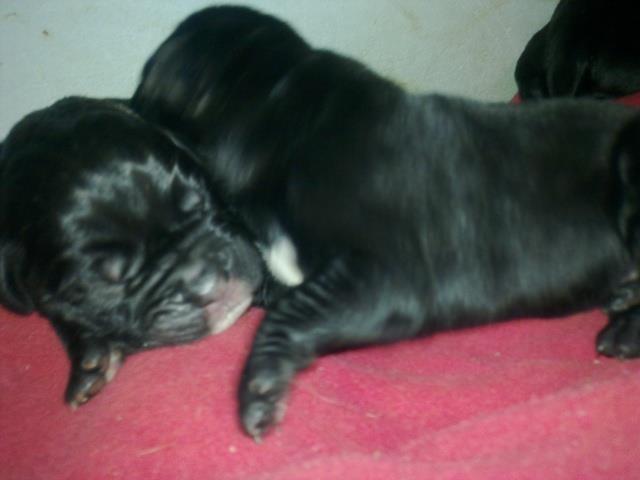 Cane-Corso-stenci-