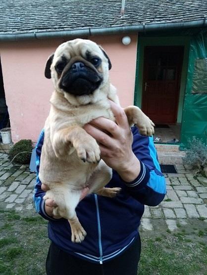 Mops-mlada-zenka