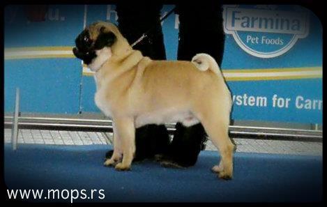 Mops stenad 