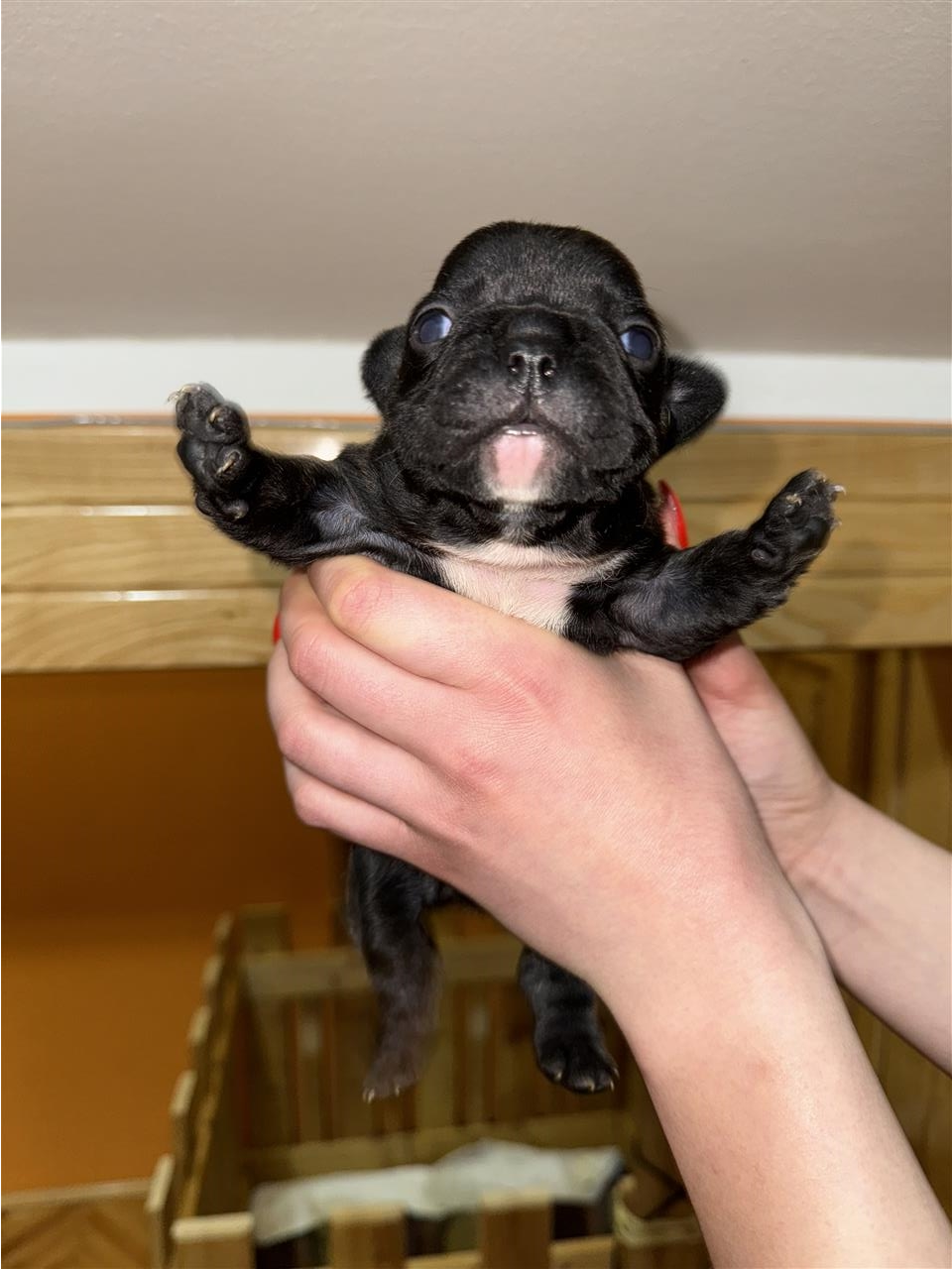 Francuski-buldog-