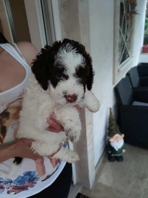 Lagotto-Romagnolo--stenad