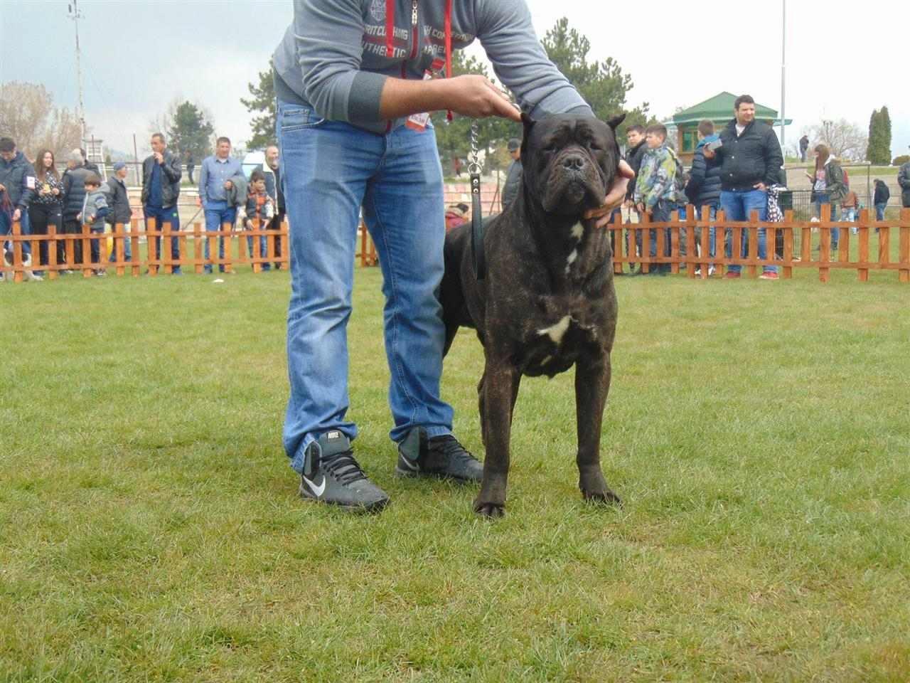 Cane-corso-stenci