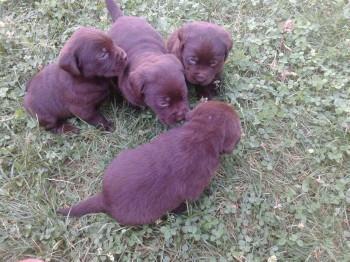 Labrador-stenci