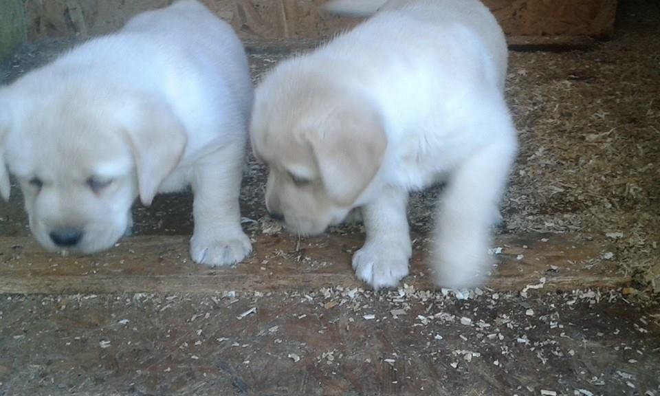 Labrador-štenci-