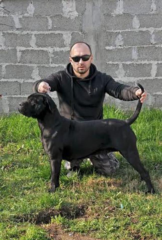 Cane-Corso-štenad