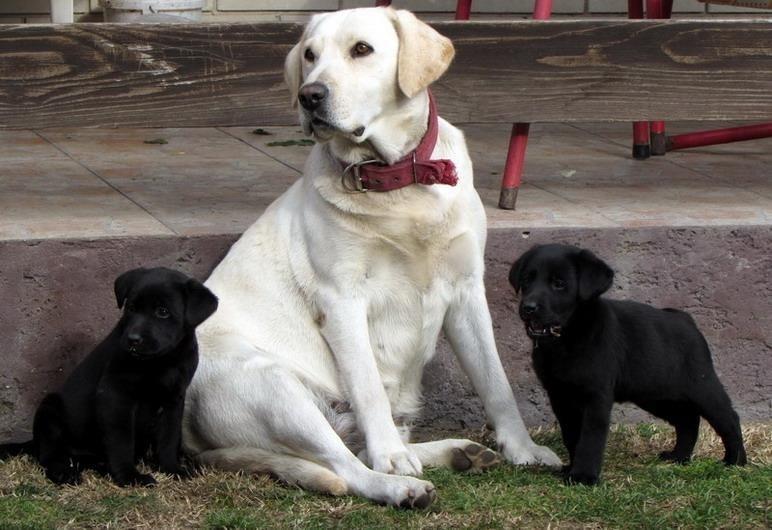 Stenad-labrador-retrivera-povoljno