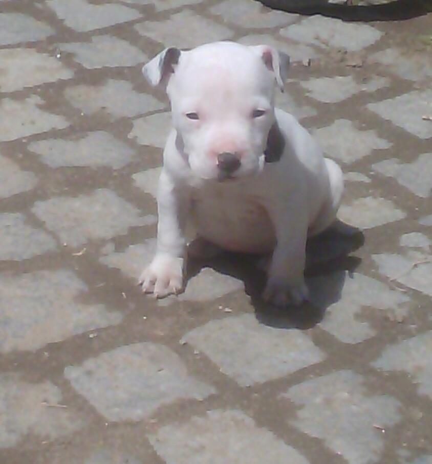 Zenka-Pitt-bull
